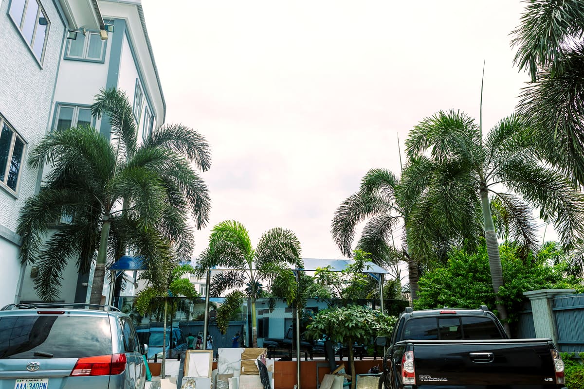 Palms along the driveway at Hotel Medallion